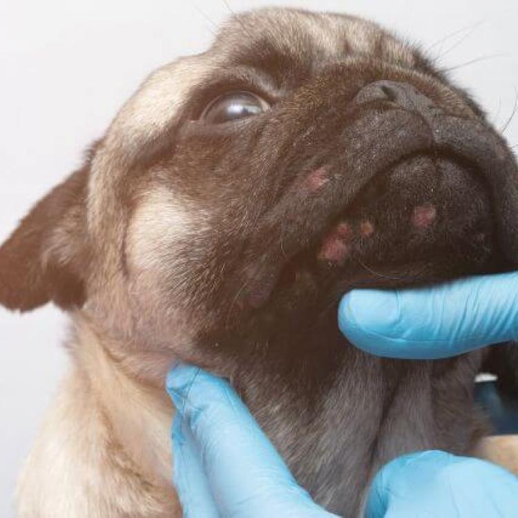 Phovia Fluorescent Light Therapy A Breakthrough in Pet Dermatological Care